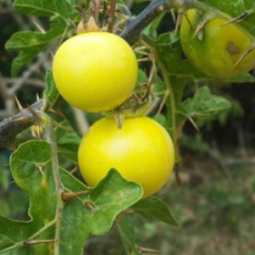 Organic Kantikari Herb (Solanum Surattense) Food Farm Hub