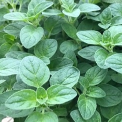 Organic Oregano Food Farm Hub