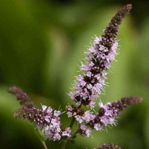 Organic Peppermint Leaves Herb (Mentha Piperita) Food Farm Hub