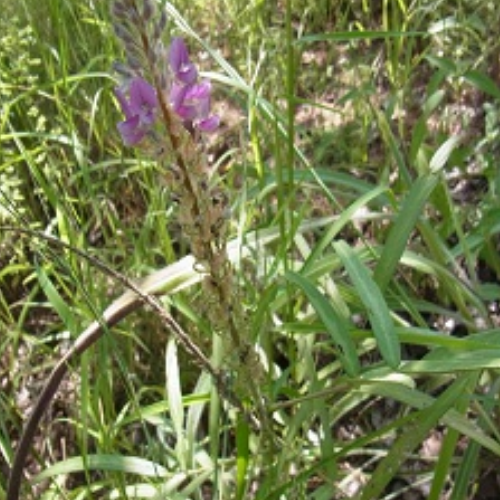 Organic Prishniparni Herb (Uraria Picta) Food Farm Hub