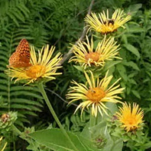 Organic Pushkarmool Herb (Inula Racemosa) Food Farm Hub