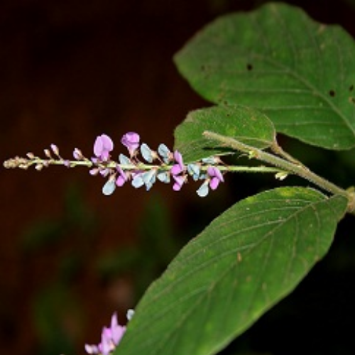 Organic Shalparni Herb ( Desmodium Gangeticum) Food Farm Hub