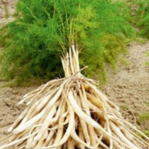 Organic Shatavari Herb (Asparagus Racemosus) Food Farm Hub