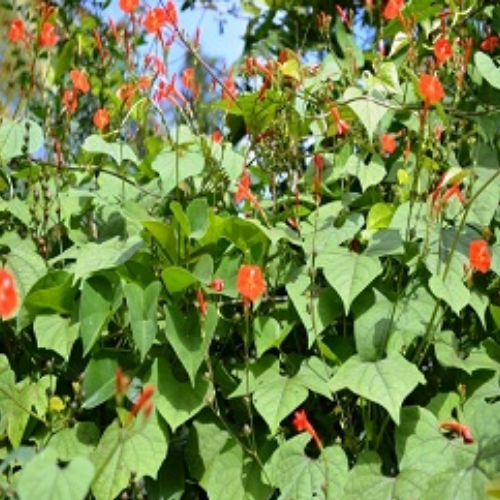 Organic Vidari Herb (Lpomoea Digitata) Food Farm Hub