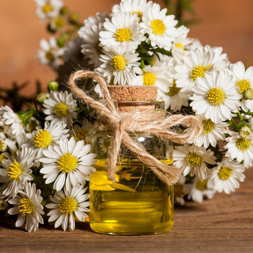 Organic Chamomile Oil