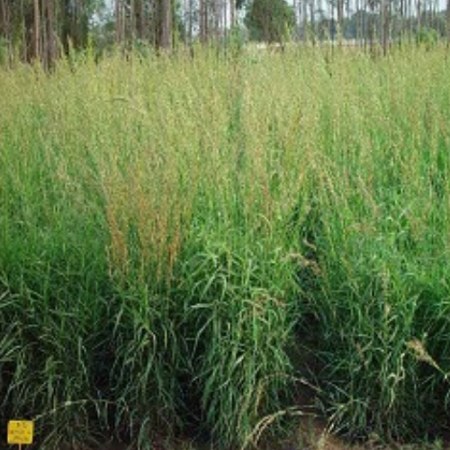 Organic Palmarosa Herb ( Cymbopogon Martinii)