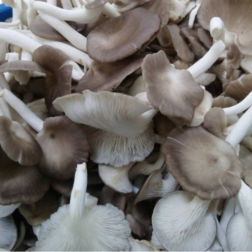 Pheonix mushroom 1 kg. - Food Farm Hub