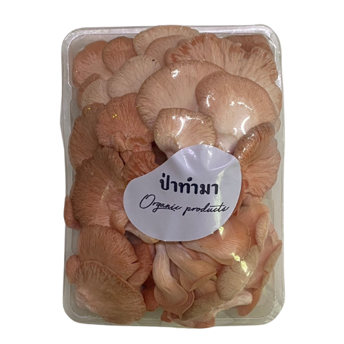 Pink oyster mushroom 1 kg. - Food Farm Hub