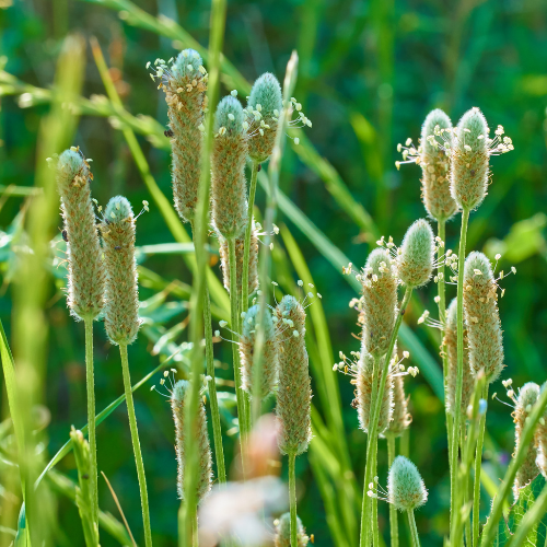 Organic Psyllium Husk