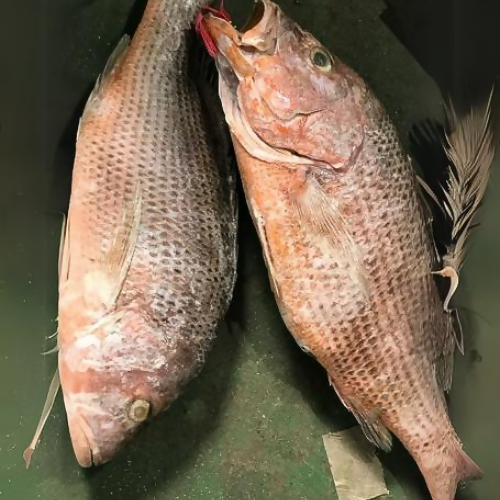 Red Snapper - Food Farm Hub