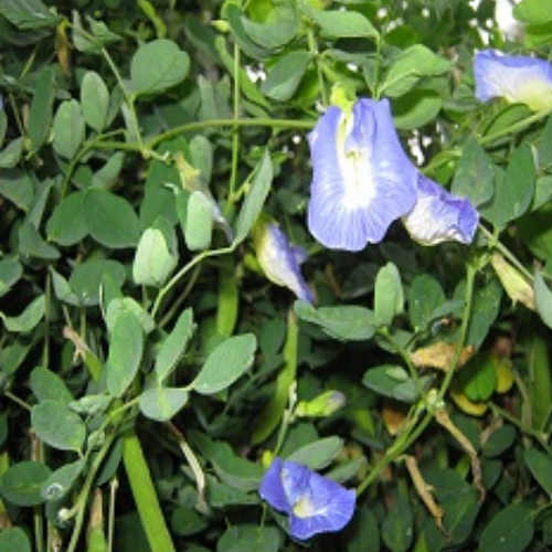 Organic Shankhpushpi Herb (Convolvulus Pluricaulis)