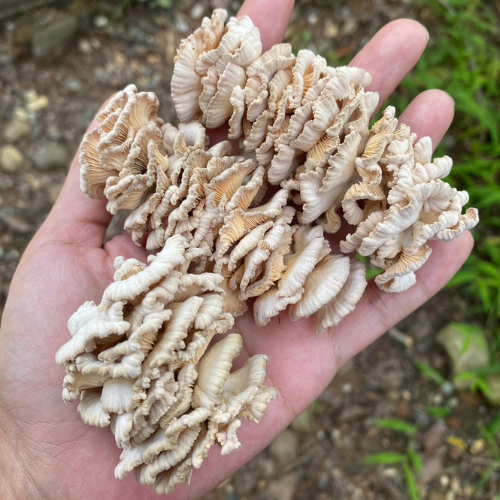 Split gill mushroom 1 kg. Food Farm Hub