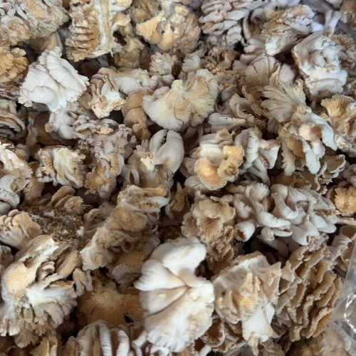 Split gill mushroom 1 kg. - Food Farm Hub