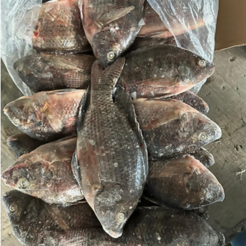 Tilapia - Food Farm Hub