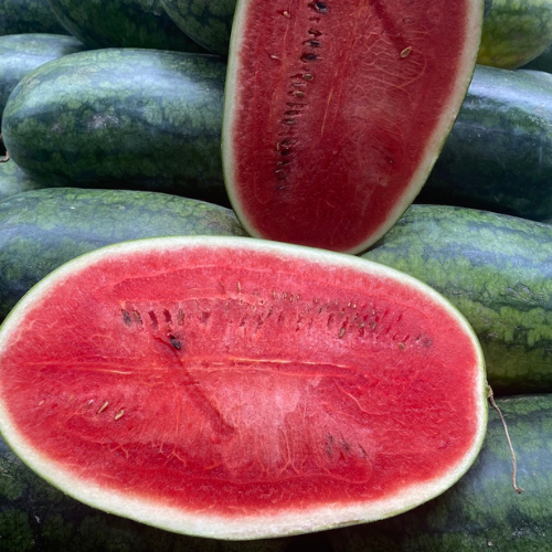 Bulk Order Torpedo Watermelon, Fresh Whole Watermelon