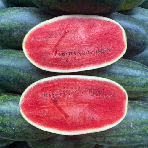 Bulk Order Torpedo Watermelon, Fresh Whole Watermelon