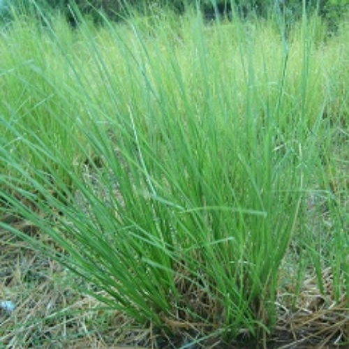 Organic Vetivar Herb (Vetiveria Zizanioides)