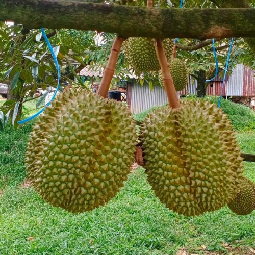 Durian Monthong, Premium Fresh Thai Durian Grade A