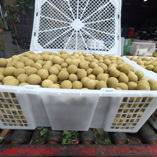 Fresh Longan fruit for sale, from Thailand