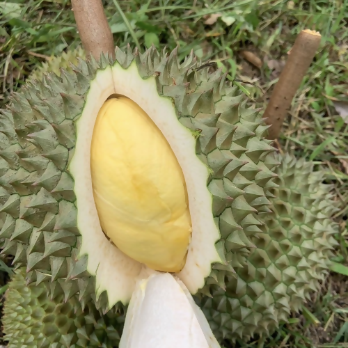 Kan yao2
