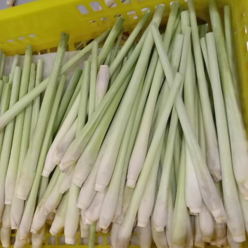 Lemongrass Thai, fresh lemongrass for sale