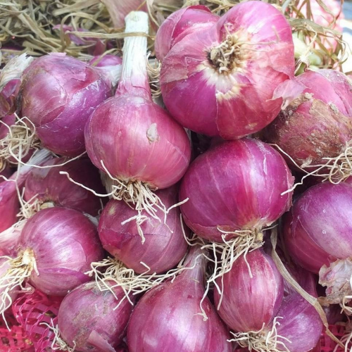 Shallot