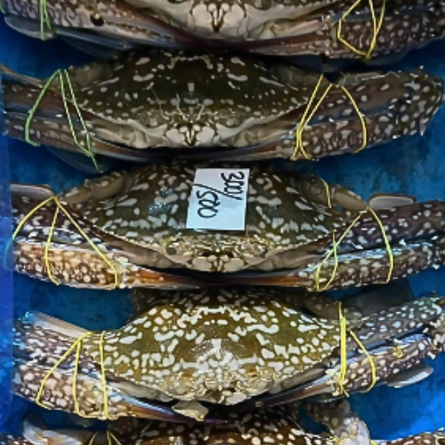 BLUE SWIMMING CRAB