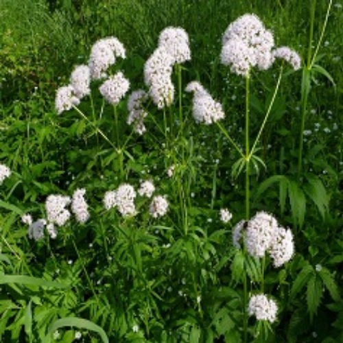 Organic Valerian Herb (Valeriana Wallichii)