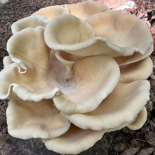 Fresh Gray Oyster Mushroom 1 kg./pack